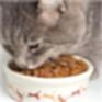 Kedi Maması