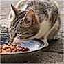 Kedi Yaş Maması