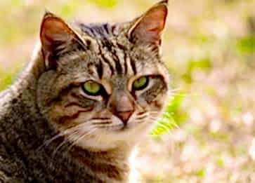 California Spangled Cinsi Kedi Özellikleri ve Bakımı