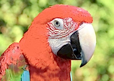 Kırmızı Macaw (Ara) Papağanı Hakkında Genel Bilgi
