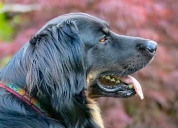 Köpeklerde Obezite: Sebepler, Belirtiler ve Çözümler.