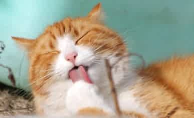 Evde Kedi Beslemenin Psikolojik Faydaları Nelerdir?