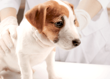 Köpeklerde Parvovirus Belirtileri Nelerdir ve Nasıl Tedavi Edilir?