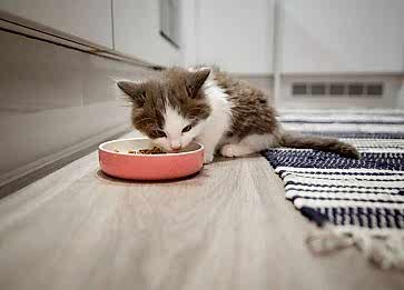 Ev İçerisinde Kedi Beslemenin Faydaları Nelerdir?