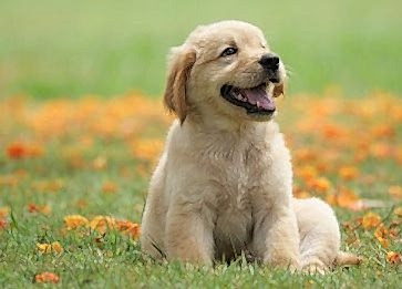 Köpek İdrarı Nasıl Temizlenir? İşte Tüm İpuçları...