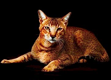 Chausie Cinsi Kedi Özellikleri ve Bakımı
