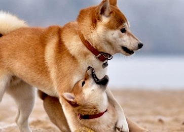 Ainu Cinsi Köpek Özellikleri ve Bakımı