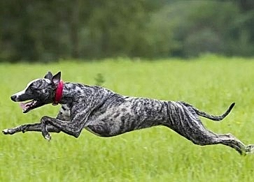 Köpekler Hakkında En Şaşırtıcı Bilgiler