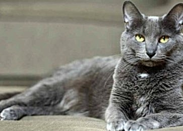 Korat Cinsi Kedi Özellikleri ve Bakımı