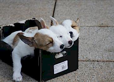 Köpeklerde Hamilelik Süreciyle İlgili Bilinmesi Gerekenler