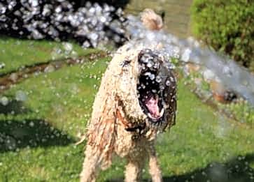 Köpeklerin Su Tüketiminin Sağlıklarına Olumlu Etkisi
