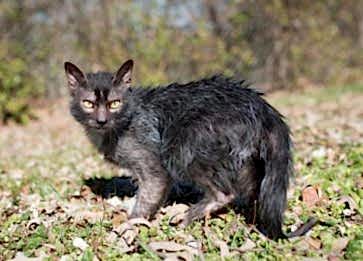 Lykoi Cinsi Kedi Özellikleri ve Bakımı