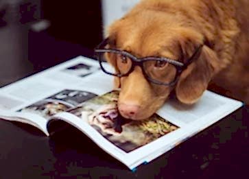 Köpeklerin Sizi Şaşırtacak 5 İlginç Özelliği