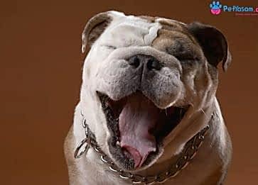 Kedi ve Köpeklerde Kilitli Çene Hastalığı