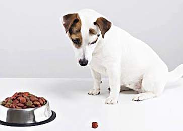 Köpek Maması Nasıl Saklanır? Nelere Dikkat Edilmesi Gereklidir ?