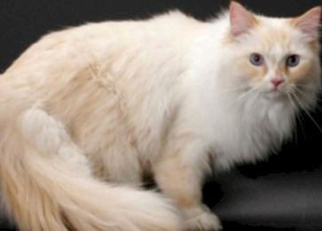 Ragamuffin Cinsi Kedi Özellikleri ve Bakımı
