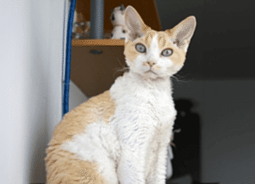 Oregon Rex Cinsi Kedi Özellikleri ve Bakımı
