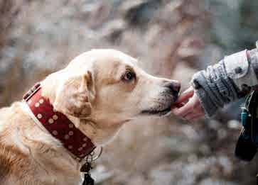 Köpekler Kaç Günde Doğum Yapar? Tüm Detaylar
