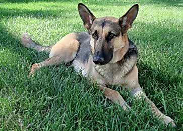 Alman Çoban Cinsi Köpek Özellikleri ve Bakımı