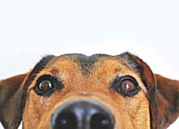 Köpeklerde Burun Kanamasının Nedenleri ve Tedavisi