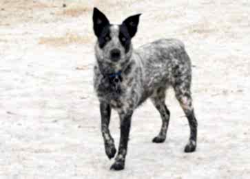 Texas Heeler Cinsi Köpek Özellikleri ve Bakımı