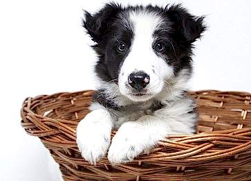 Yavru Bir Köpekle Baş Etmenin Altın Kuralları