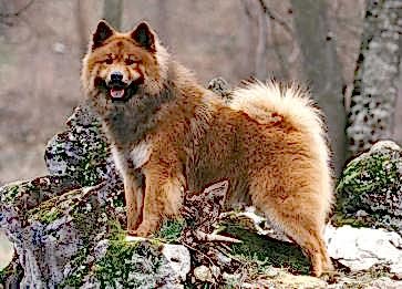 Euroiser Cinsi Köpek Özellikleri ve Bakımı