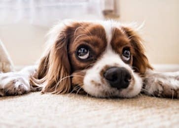 Köpekler Neden Tüy Döker ve Çözümleri Nelerdir ?