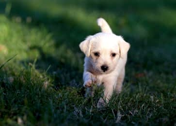 Köpeğinizin Diyetini Nasıl İyileştirebilirsiniz? Sağlıklı Beslenme Önerileri