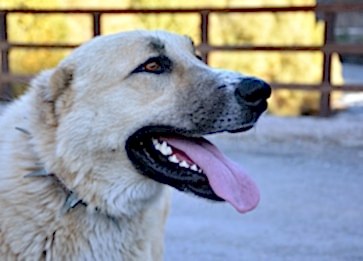 Köpekler Neden Ulur? Sebepleri Nedir?