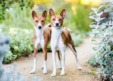 Basenji Cinsi Köpek Özellikleri ve Bakımı