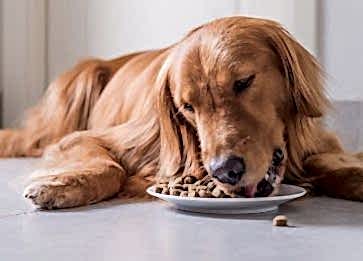 Köpek Maması Seçerken Dikkat Edilmesi Gereken Konular