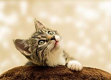 Kedi Bakımı Konusunda Dikkat Edilmesi Gerekenler