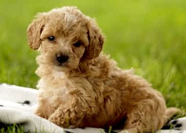 Maltipoo Cinsi Köpek Özellikleri ve Bakımı