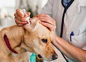 Sigara Dumanının Kedi ve Köpekler Üzerindeki Etkileri Nelerdir ?