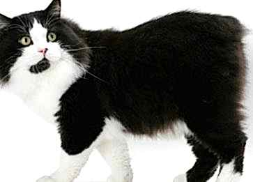 Cymric Cinsi Kedi Özellikleri ve Bakımı