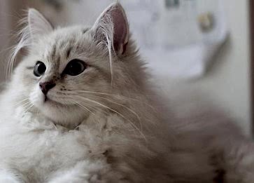 Dünyanın En Sevimli ve Zeki Kedi Cinsleri