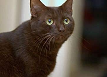 Havana Brown Cinsi Kedi Özellikleri ve Bakımı