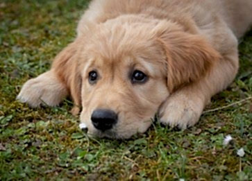 Köpeklerin İnsan Yaşamındaki Rolü ve Psikolojik Etkileri
