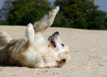 Köpeğim Neden Hapşırıyor? Köpeklerde Hapşırma Sebepleri Nelerdir?
