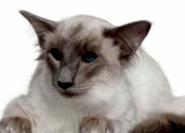 Javanese Kedi Irkı Özellikleri ve Bakımı Hakkında Bilgi