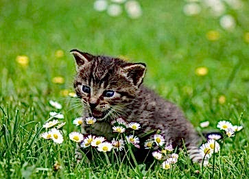 Kedi Nanesi: Özellikleri ve Faydaları Nelerdir?