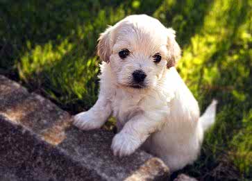 Yavru Köpekler Neden Herşeyi Yeme ya da Isırma Eğilimi Gösterir?