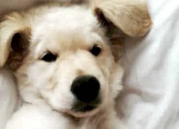 Köpek Sağlığı: Yaygın Hastalıklar ve Korunma Yöntemleri