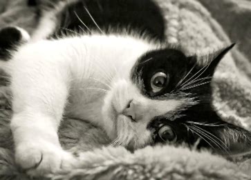İnsanlarda Görülen Kedi Korkusu Nasıl Yenilir?