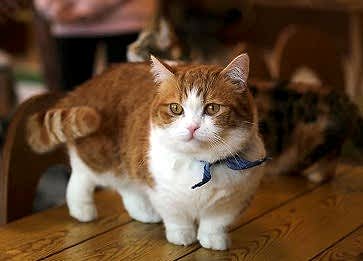 Munchkin Cinsi Kedi Özellikleri ve Bakımı