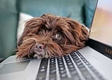 Evinizde Kedi ve Köpek Birlikte Yaşarken Nelere Dikkat Etmeliyiz