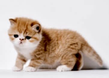 Exotic Shorthair Cinsi Kedi Özellikleri ve Bakımı