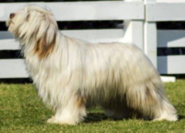 Briad Köpek Irkı Özellikleri ve Bakımı