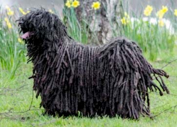 Puli Cinsi Köpek Özellikleri ve Bakımı